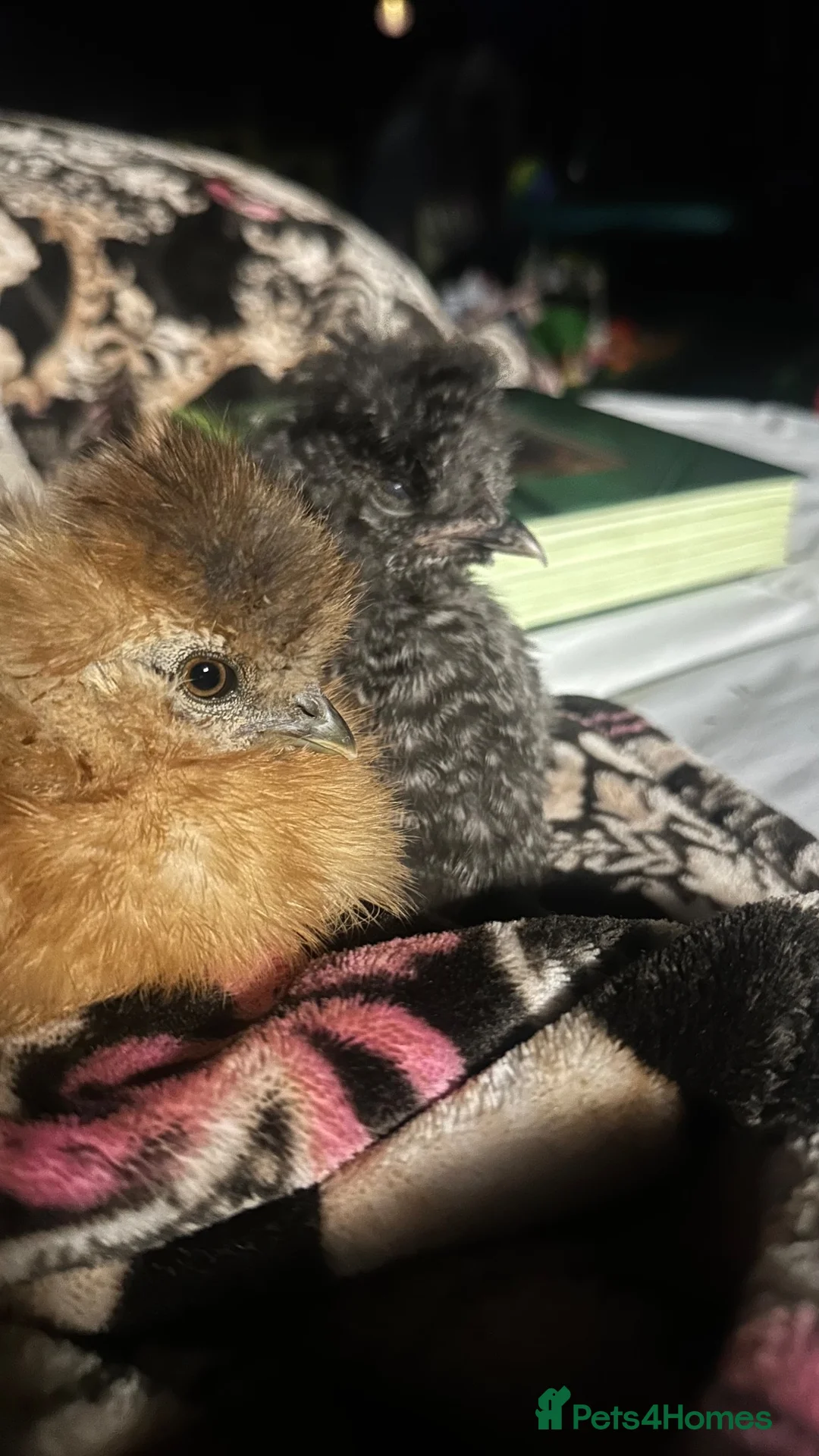 Chickens poultry for sale: Silkie chicks  - Advert 1