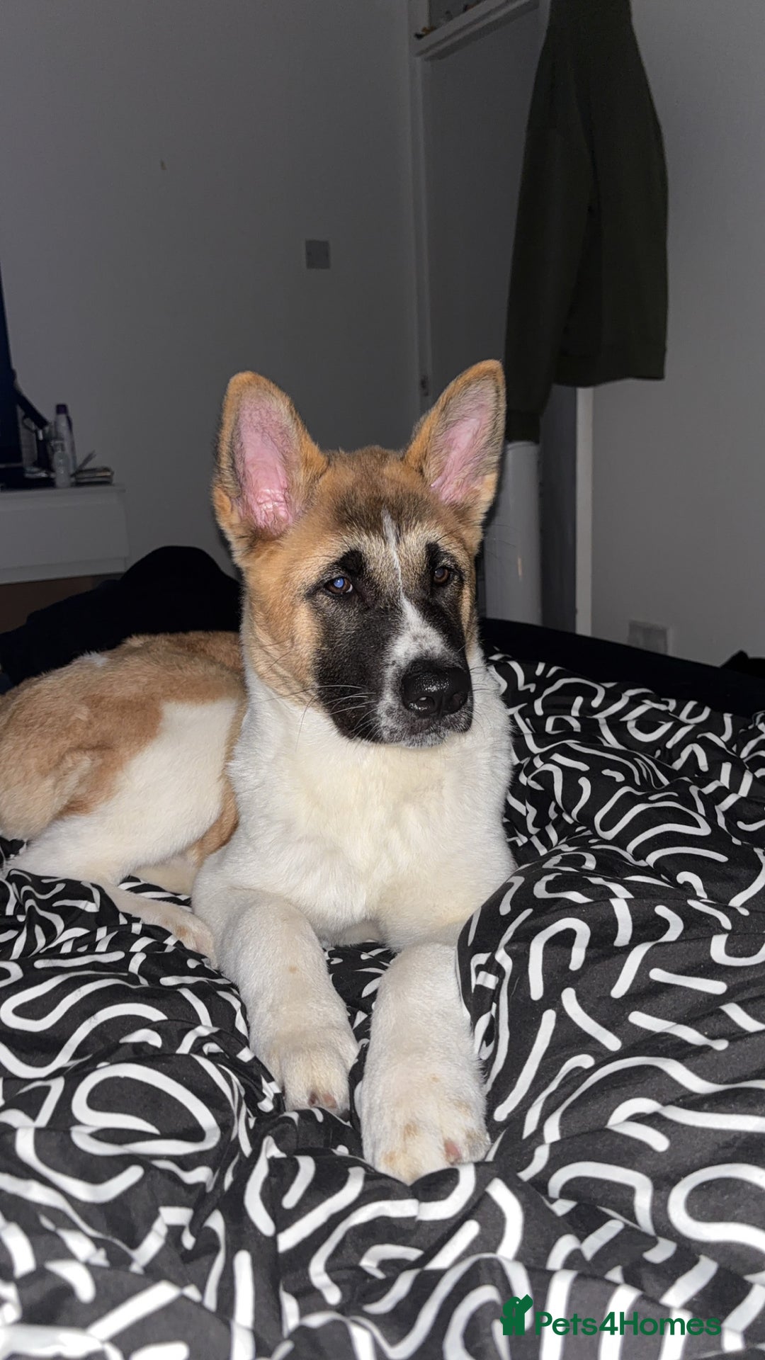 Akita dogs for sale: Female Akita puppy - Advert 1