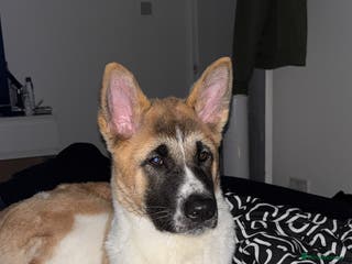 Akita dogs Female Akita puppy - Advert 2