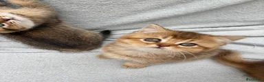 British Shorthair chocolate golden female