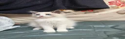 Ragdoll cats for sale: 2 left beautiful ragdoll male kittens - Advert 11