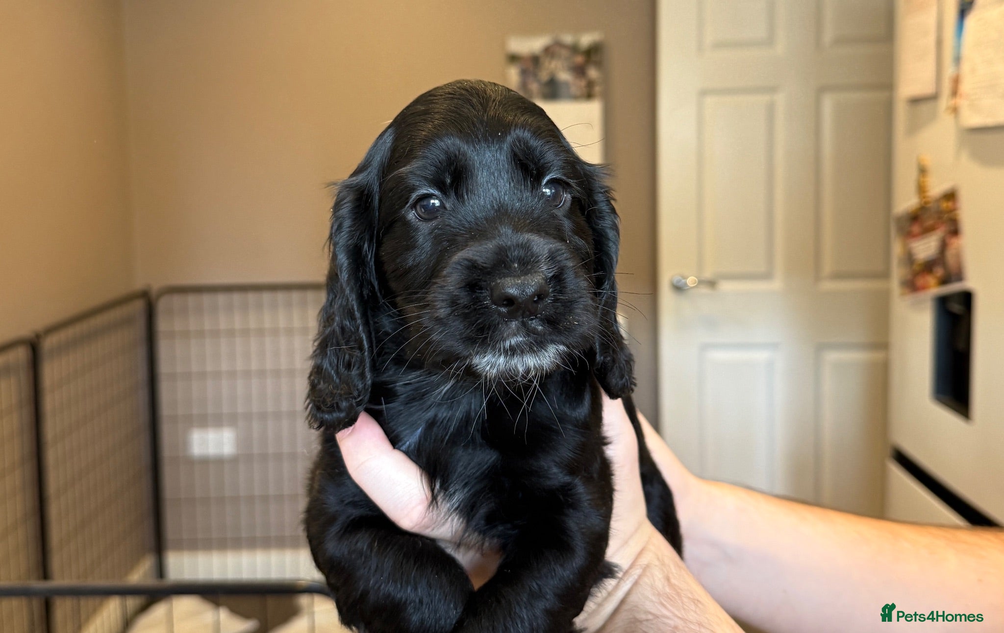 Cockapoo dogs Beautiful Cockapoo Puppies  - Advert 13