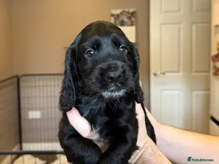 Cockapoo dogs Beautiful Cockapoo Puppies - Advert 13