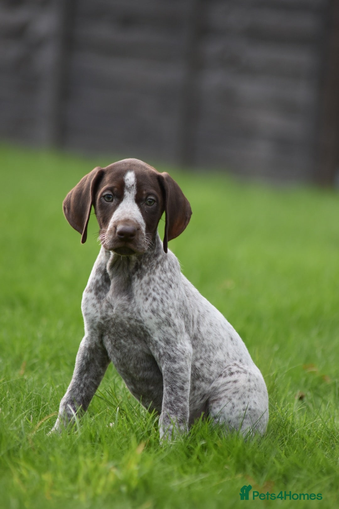 German Shorthaired Pointer dogs ! Ready now !  - Advert 6