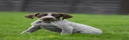 German Shorthaired Pointer dogs for sale: ! Ready now !  - Advert 4