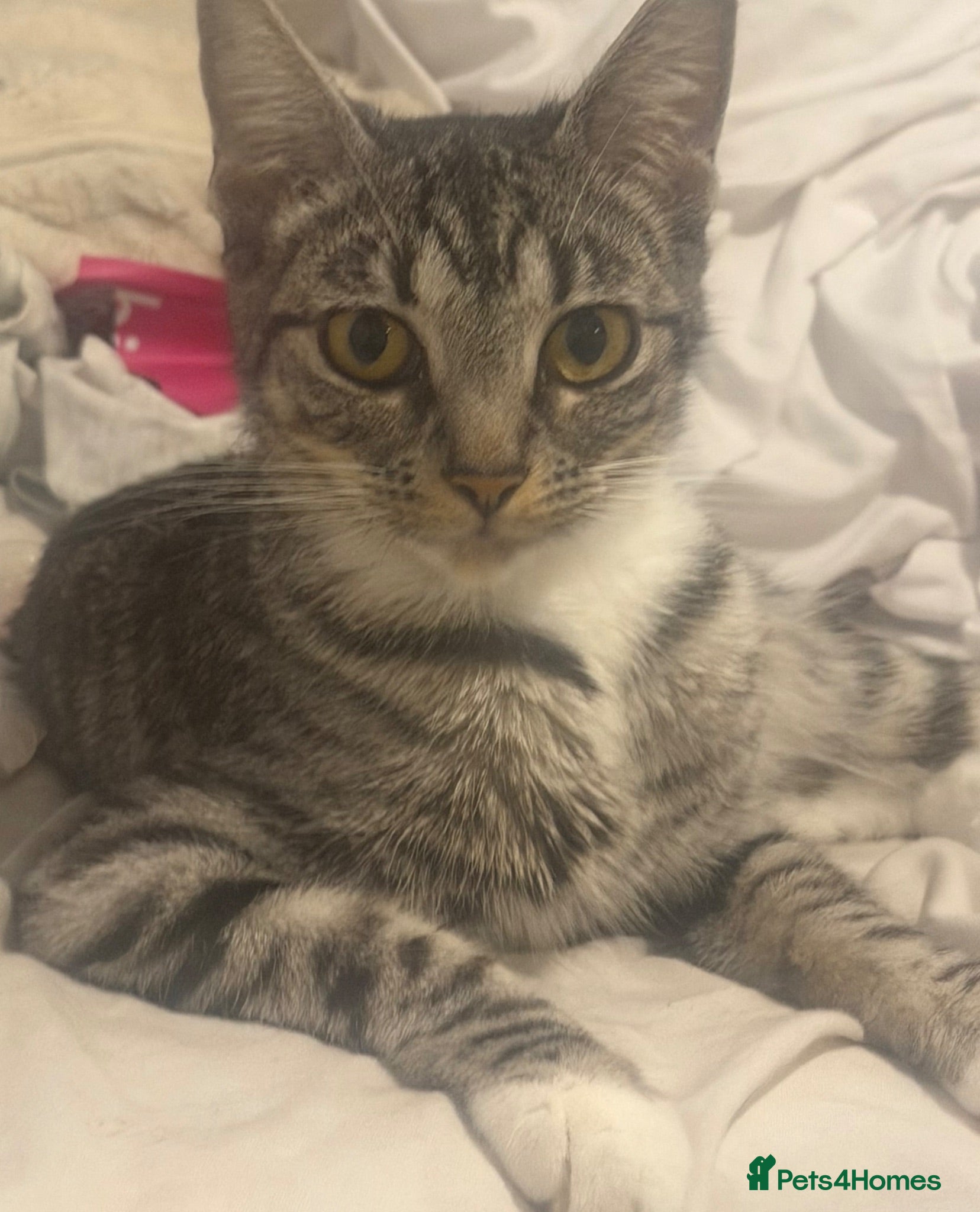 Mixed Breed cats Beautiful kittens - Advert 3