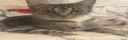 Mixed Breed cats for sale: Beautiful kittens - Advert 1