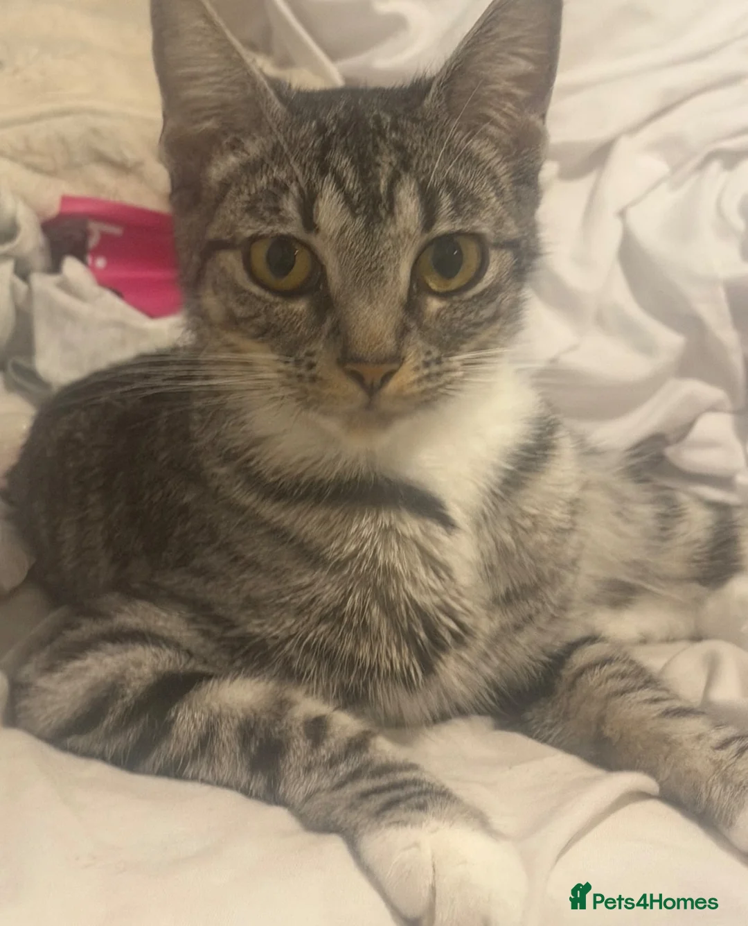 Mixed Breed cats for sale: Beautiful kittens - Advert 1