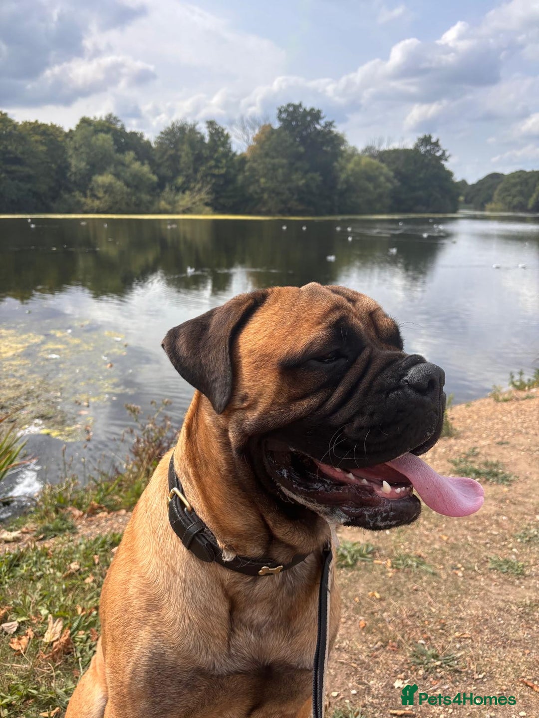 Bullmastiff dogs for stud: Gorgeous bullmastiff stud - Image 6