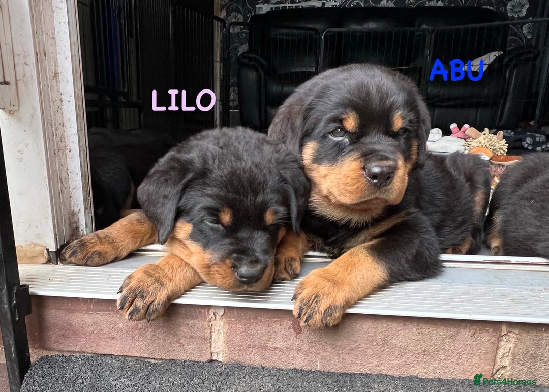 Rottweiler dogs for sale: Family bred and loved Rottweiller puppies - Image 20