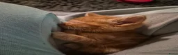 Mixed Breed cats for sale: Kittens for sale - Advert 2