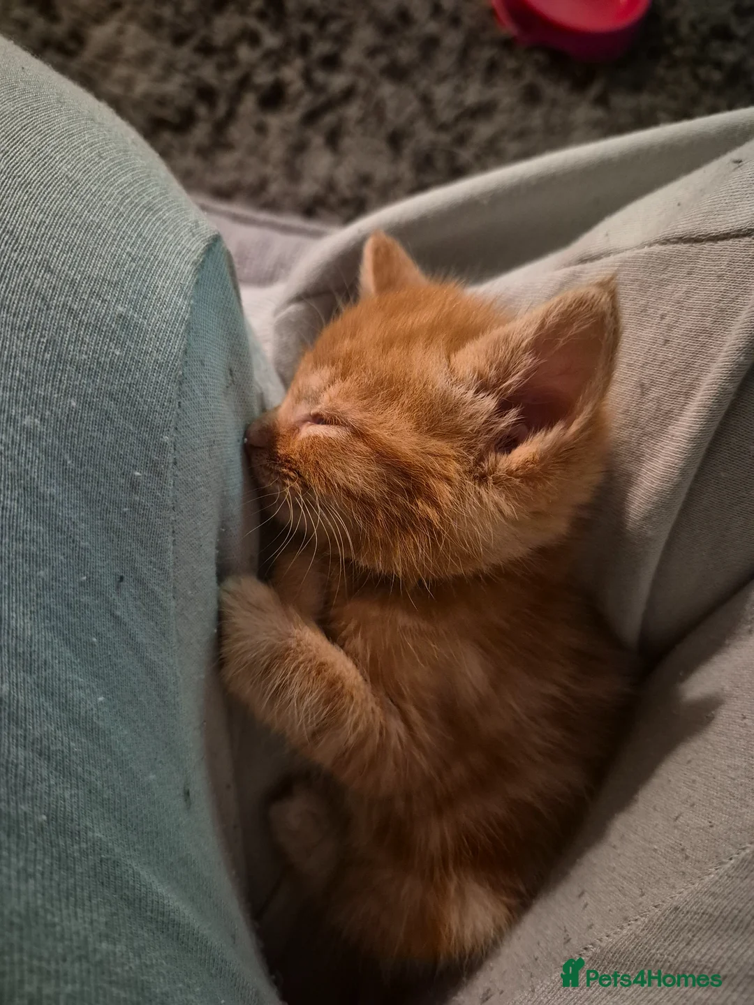 Mixed Breed cats for sale: Kittens for sale - Advert 2