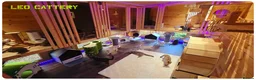 Scottish Fold cats for sale: Beautiful Scottish Fold,British & Munchkin Kittens - Advert 37