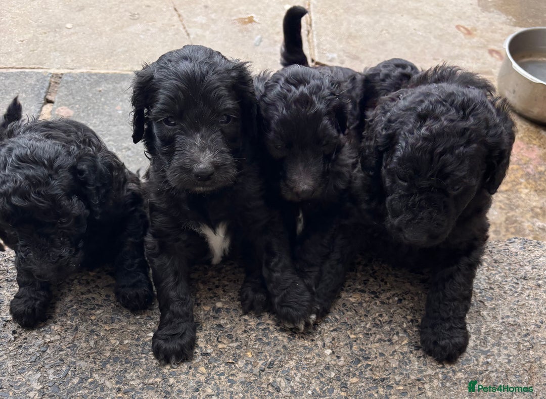 Goldendoodle dogs for sale: Golden doodles  - Image 16