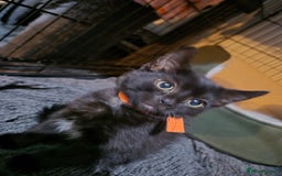 Mixed Breed cats for sale: Adorable black kittens for sale  - Image 27