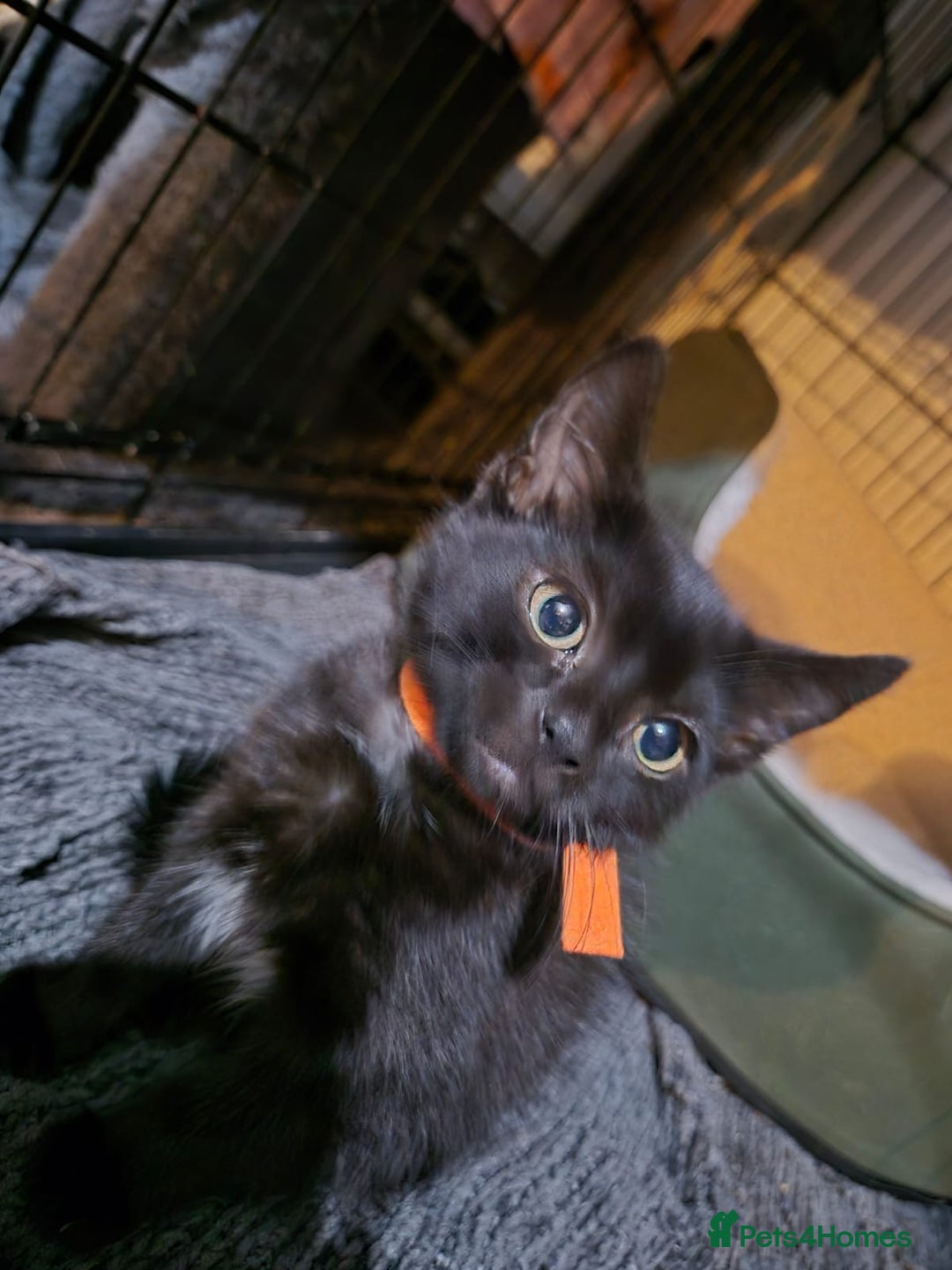Mixed Breed cats for sale: Adorable black kittens for sale  - Image 27