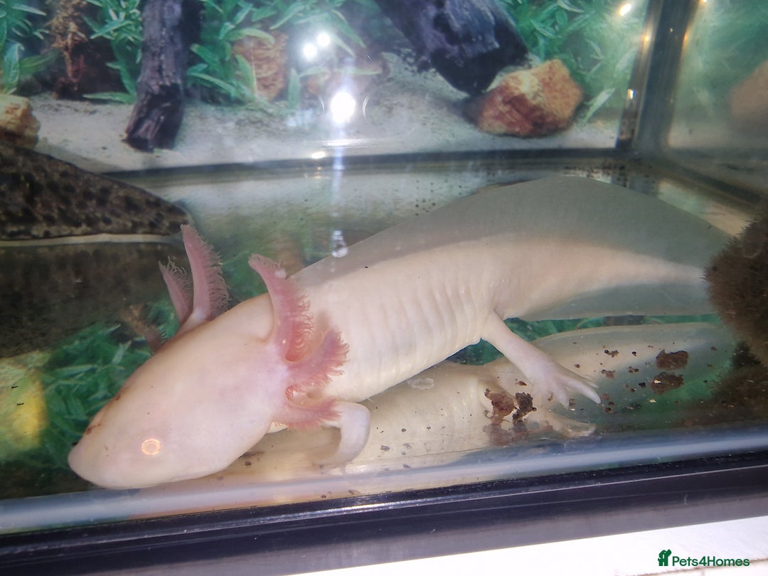 Axolotl reptiles for sale: Two axolotls  - Image 3