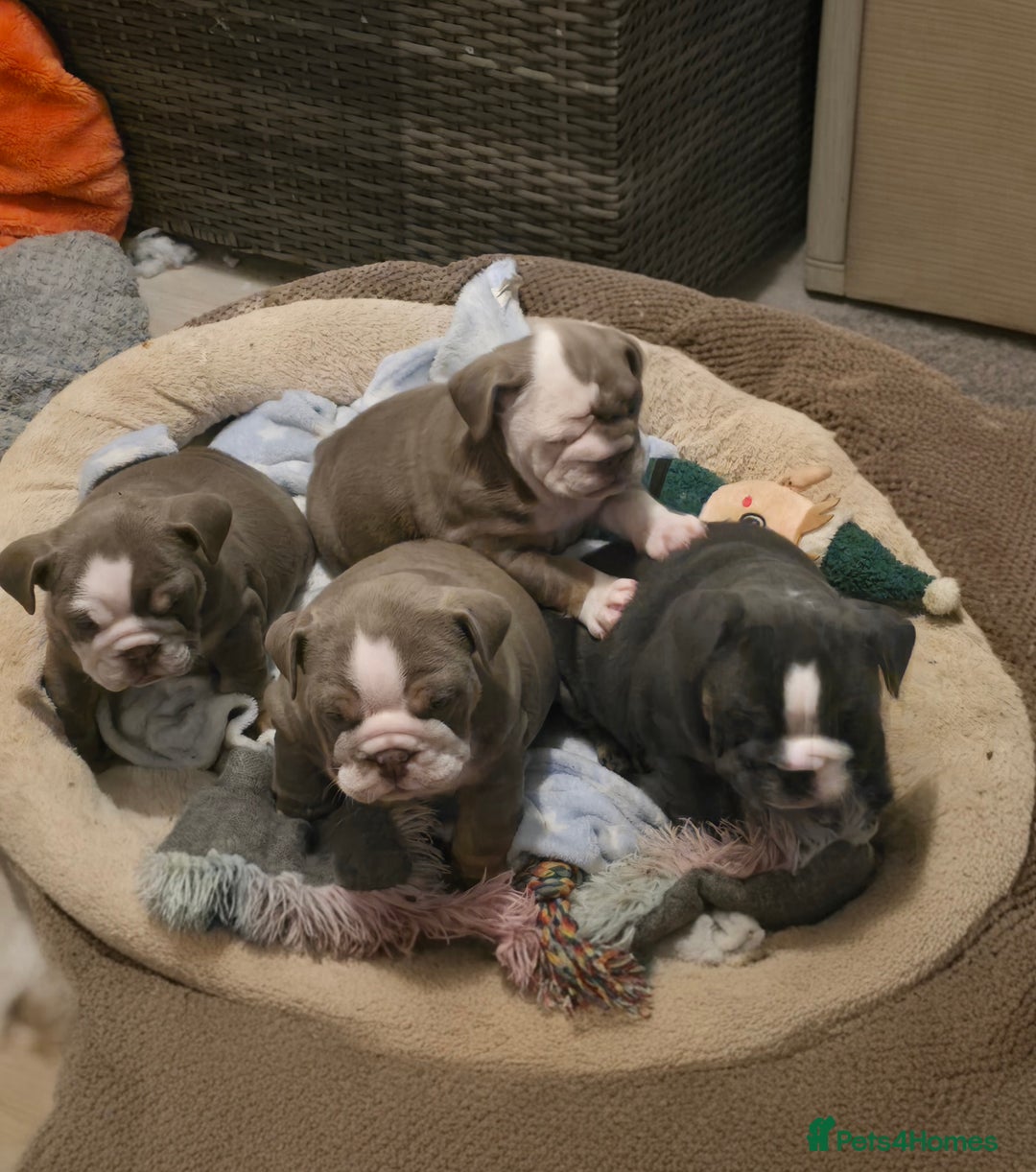 English Bulldog dogs for sale: English bulldog girls - Advert 12