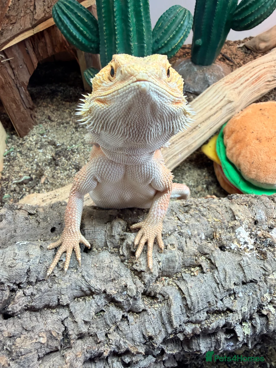 Bearded Dragon reptiles for sale: Bearded dragon for sale in King's Lynn - Advert 2