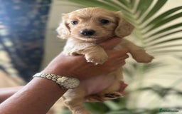 Miniature Dachshund dogs for sale: Beautiful long haired cream mini dachshund puppies - Image 2