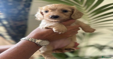 Miniature Dachshund dogs - Advert 12