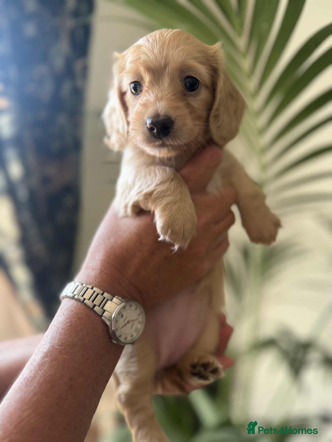Miniature Dachshund dogs for sale: Beautiful long haired cream mini dachshund puppies - Image 2