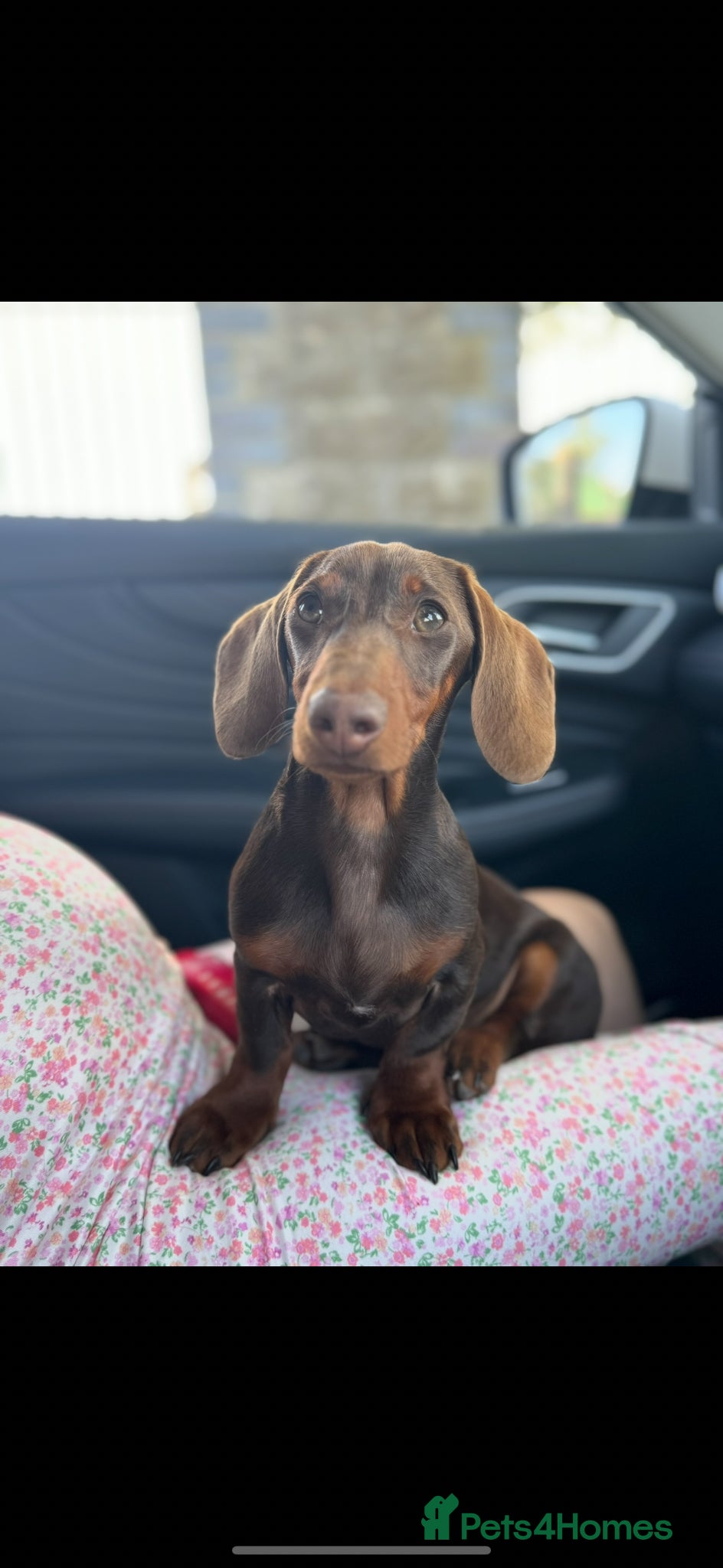 Miniature Dachshund dogs 2 year old male miniature dachshund kc registered  - Advert 3