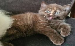 British Shorthair cats for sale: Cinnamon tortie BS female kitten - Image 5