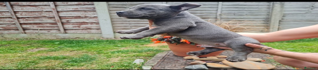 American Bully Puppy 2