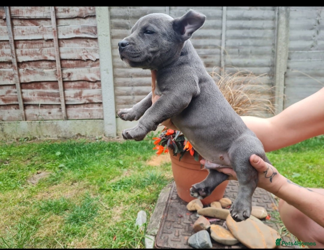 American Bully dogs for sale: David  - Image 4