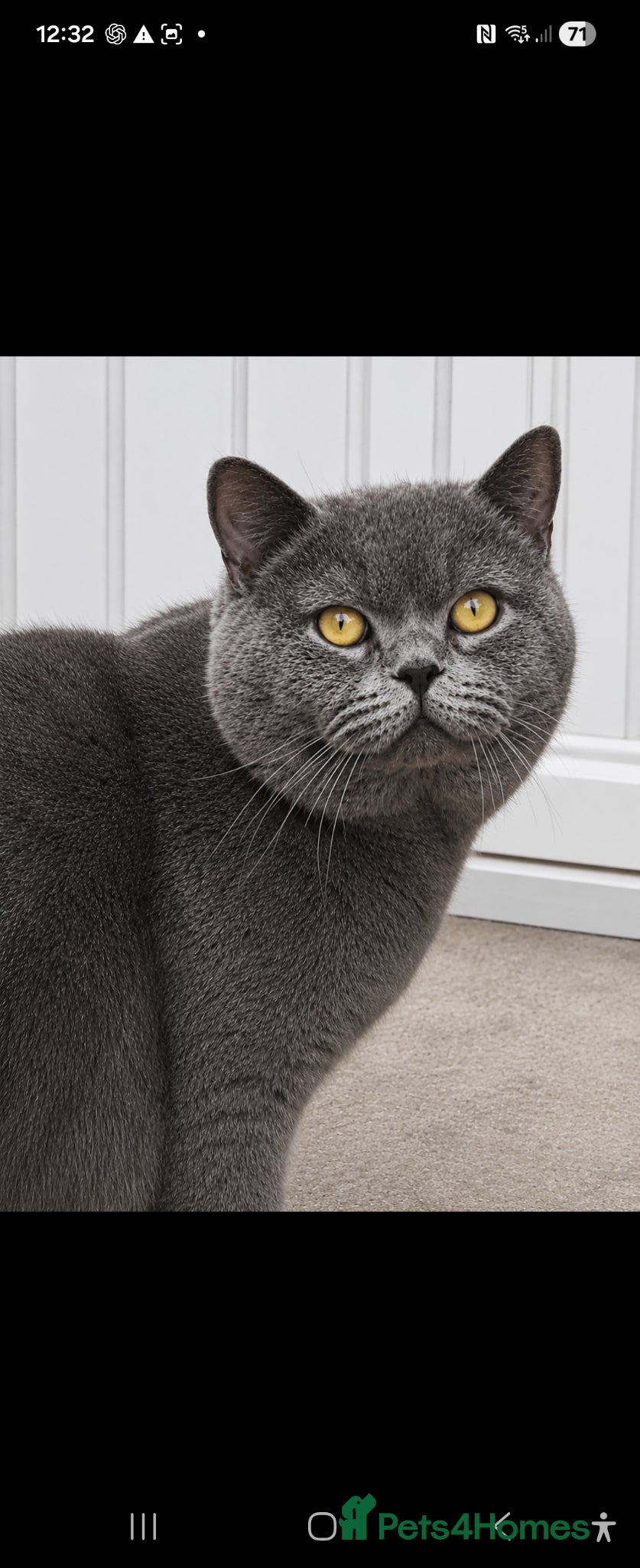 British Shorthair cats BLUE Boy - Advert 1