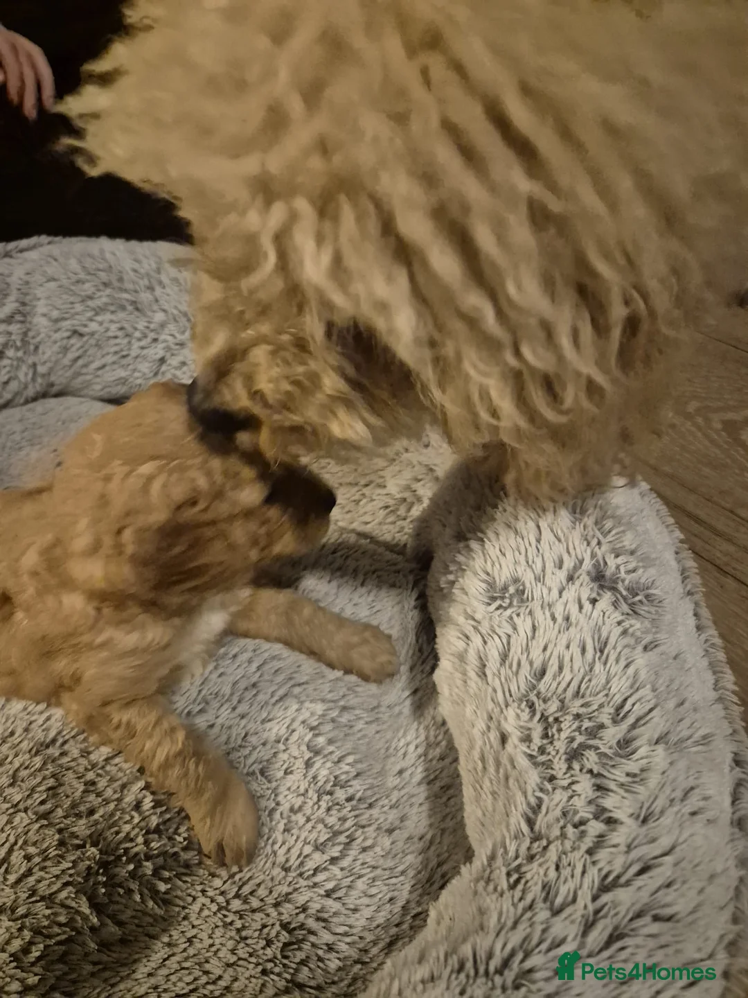 Mixed Breed dogs for sale: gorgeous cockacavapoochon for sale, !!LAST ONE!! - Advert 17