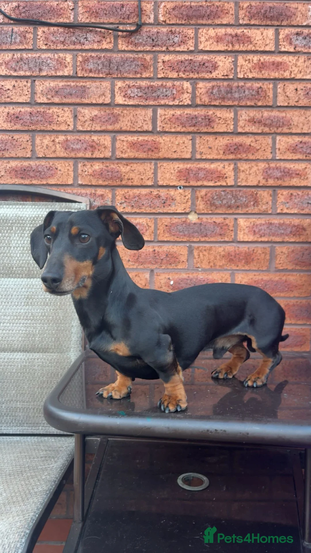 Miniature Dachshund dogs for stud: Slinky The Mini Sausage🖤🐶 - Advert 1