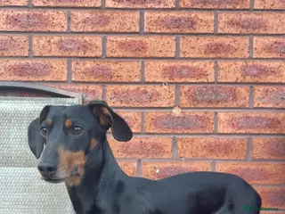 Miniature Dachshund dogs Slinky The Mini Sausage🖤🐶 - Advert 6