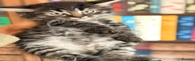 British Shorthair 7