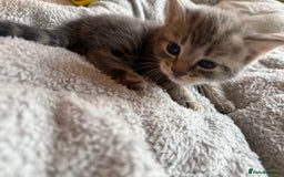 Maine Coon cats for sale: 4 gorgeous girl cats  - Image 11