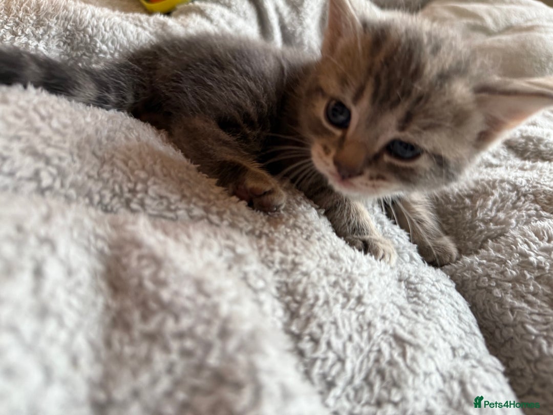 Maine Coon cats for sale: 4 gorgeous girl cats  - Image 11