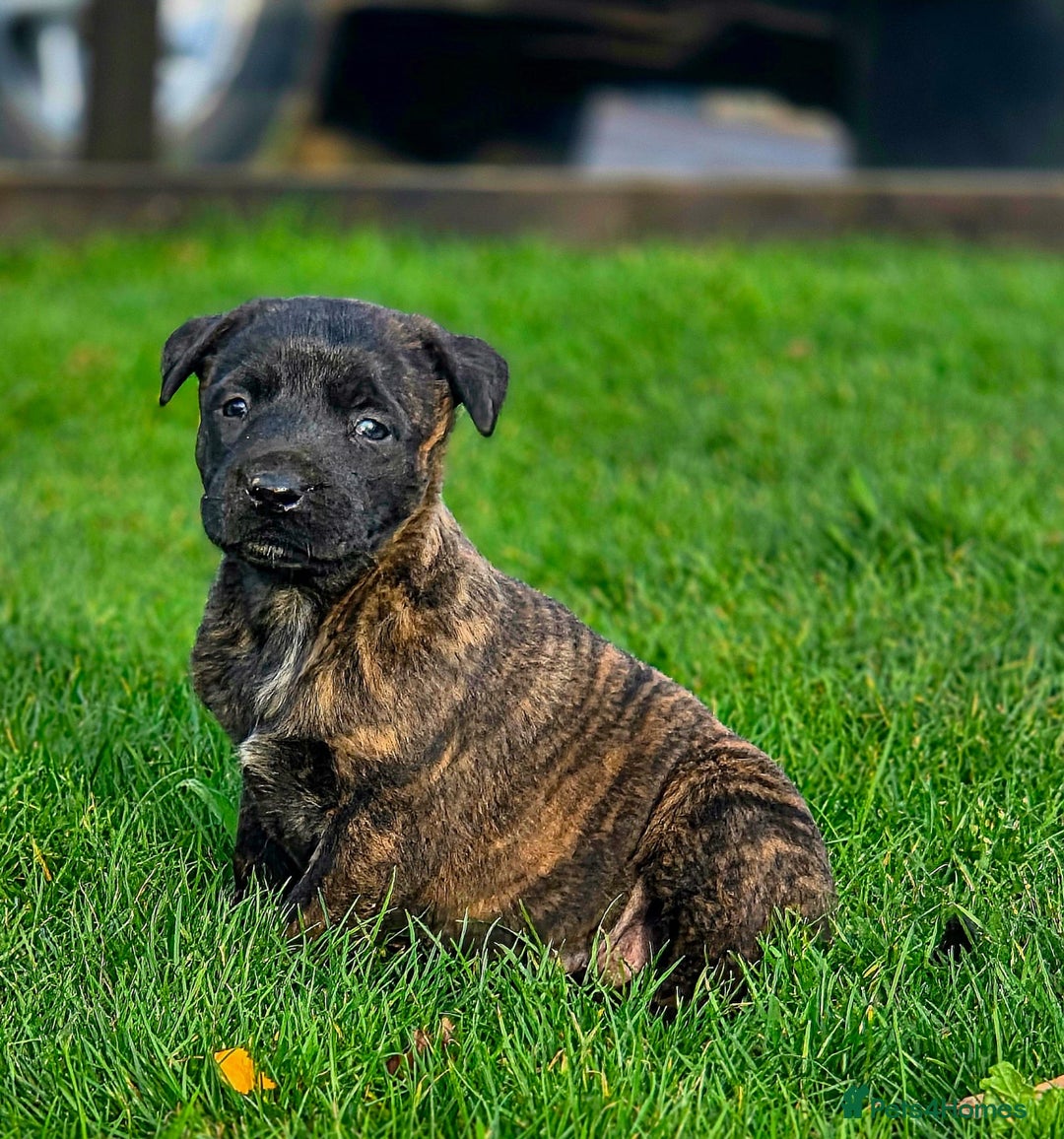 Belgian Shepherd Dog dogs for sale: Dutch Herder x Mali Pups 🔥 - Advert 15