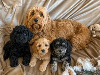 Cockapoo dogs The most incredible F1b Cockapoo’s - Advert 2