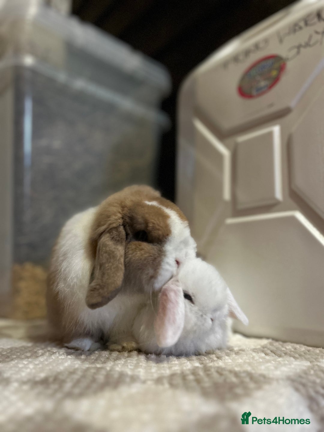 Mini Lop rabbits for sale: ⭐️MINIATURE LOPS AVAILABLE⭐️ - Image 6