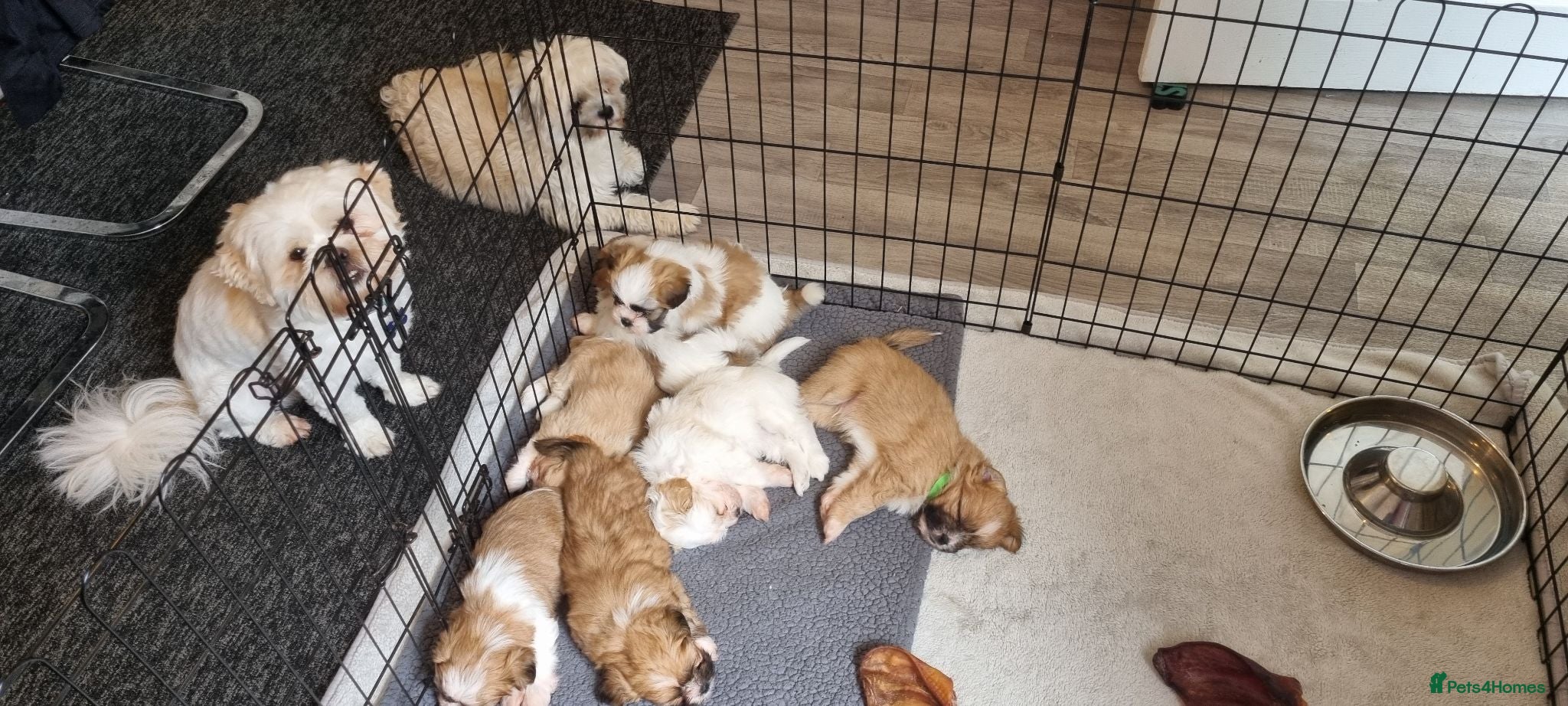 Shih Tzu dogs Shih tzu puppies for sale - Advert 2