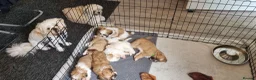 Shih Tzu dogs for sale: Shih tzu puppies for sale - Advert 14