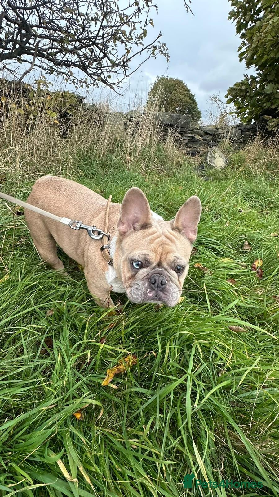 French Bulldog dogs for sale: French bulldog age 2 - Advert 2