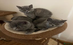British Shorthair cats for sale: 3 BSH female kittens remaining-  ready now.  - Image 13