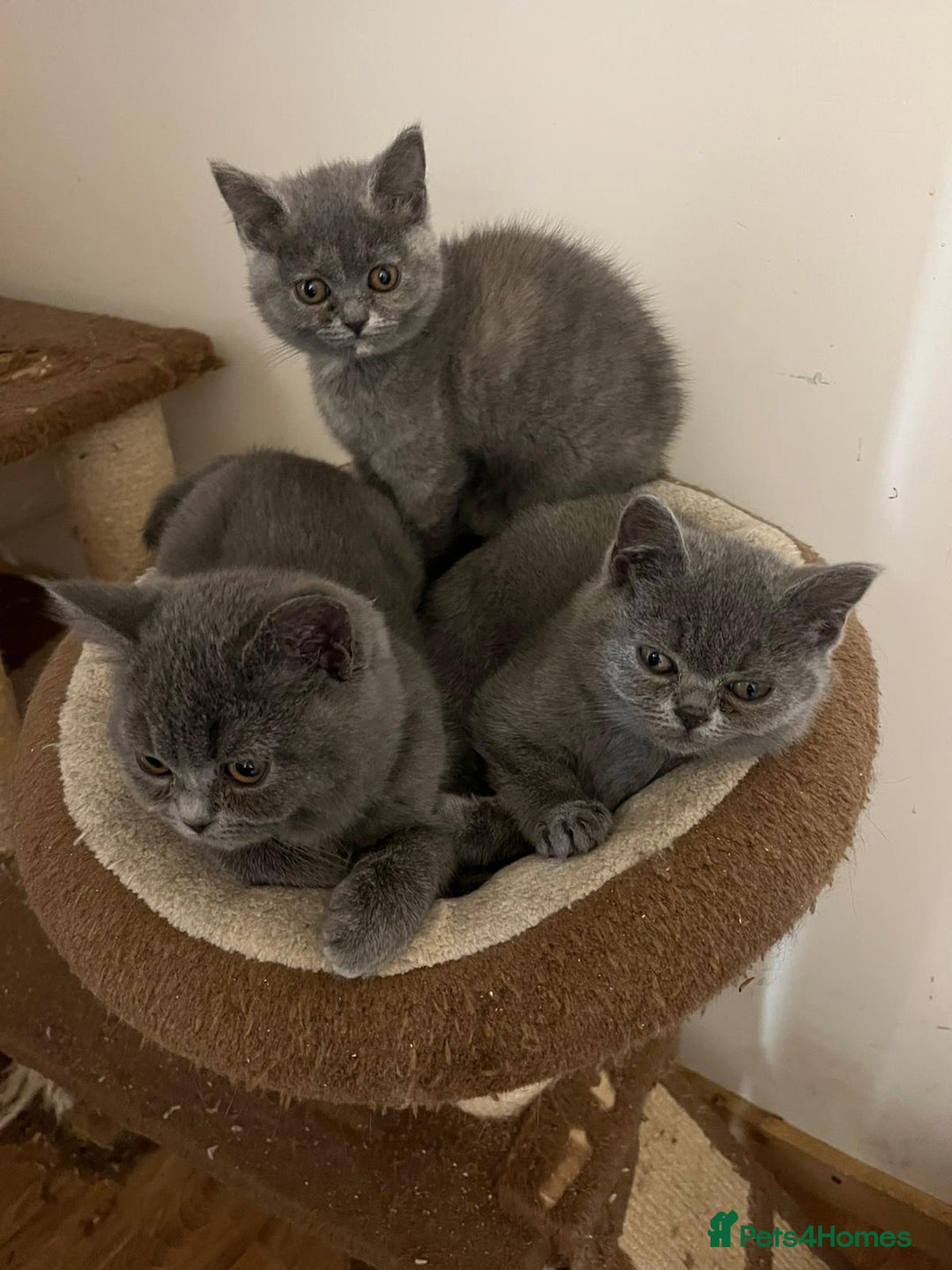 British Shorthair cats for sale: 3 BSH female kittens remaining-  ready now.  - Image 13