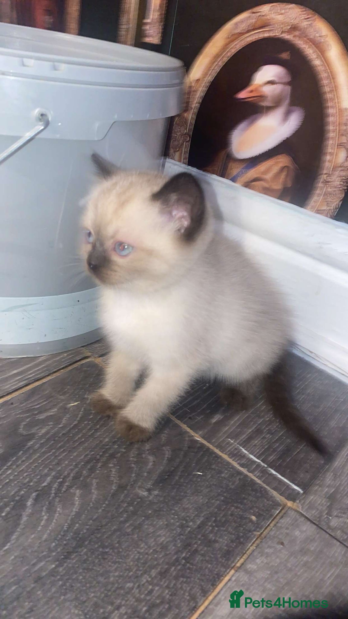 Mixed Breed cats Colourpoint kitten male - Advert 1