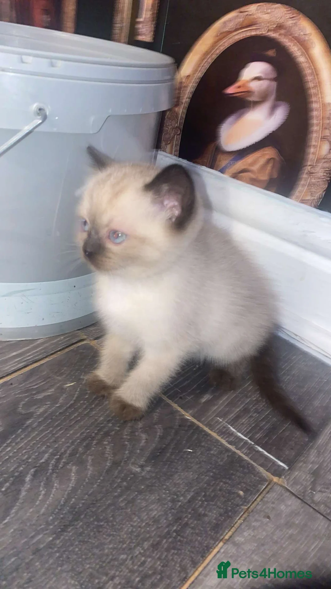 Mixed Breed cats for sale: Colourpoint kitten male - Advert 1