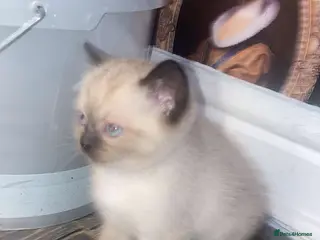 Mixed Breed cats Colourpoint kitten male - Advert 1