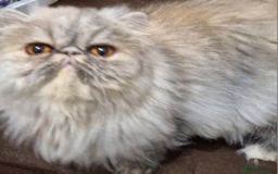 Persian cats for sale: Champion  titled female neutered persian  - Image 2