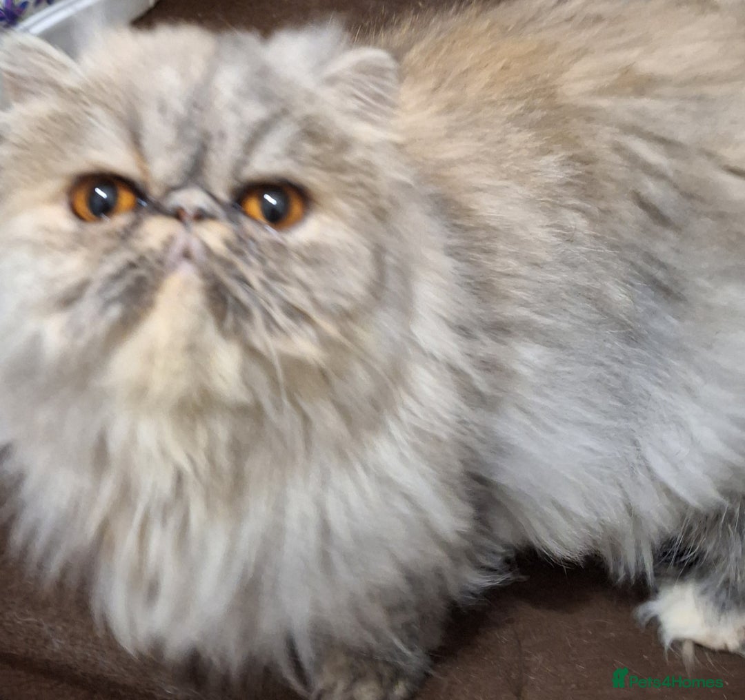 Persian cats for sale: Champion  titled female neutered persian  - Image 2